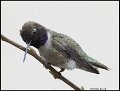 _B213947 black-chinned hummingbird